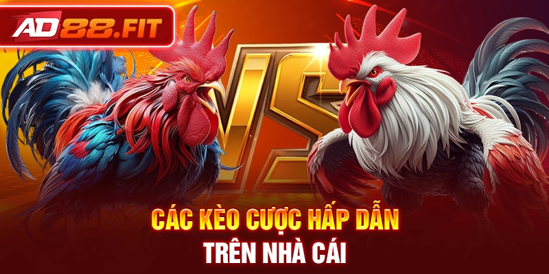 Đặt cược các cửa hot trong đá gà cực hấp dẫn